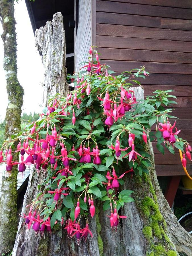 Spring Garden Hotel Kundasang Bagian luar foto